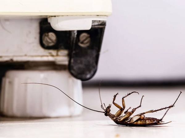 Biopest Çevre Sağlığı İlaçlama ve Dezenfeksiyon Hizmetleri